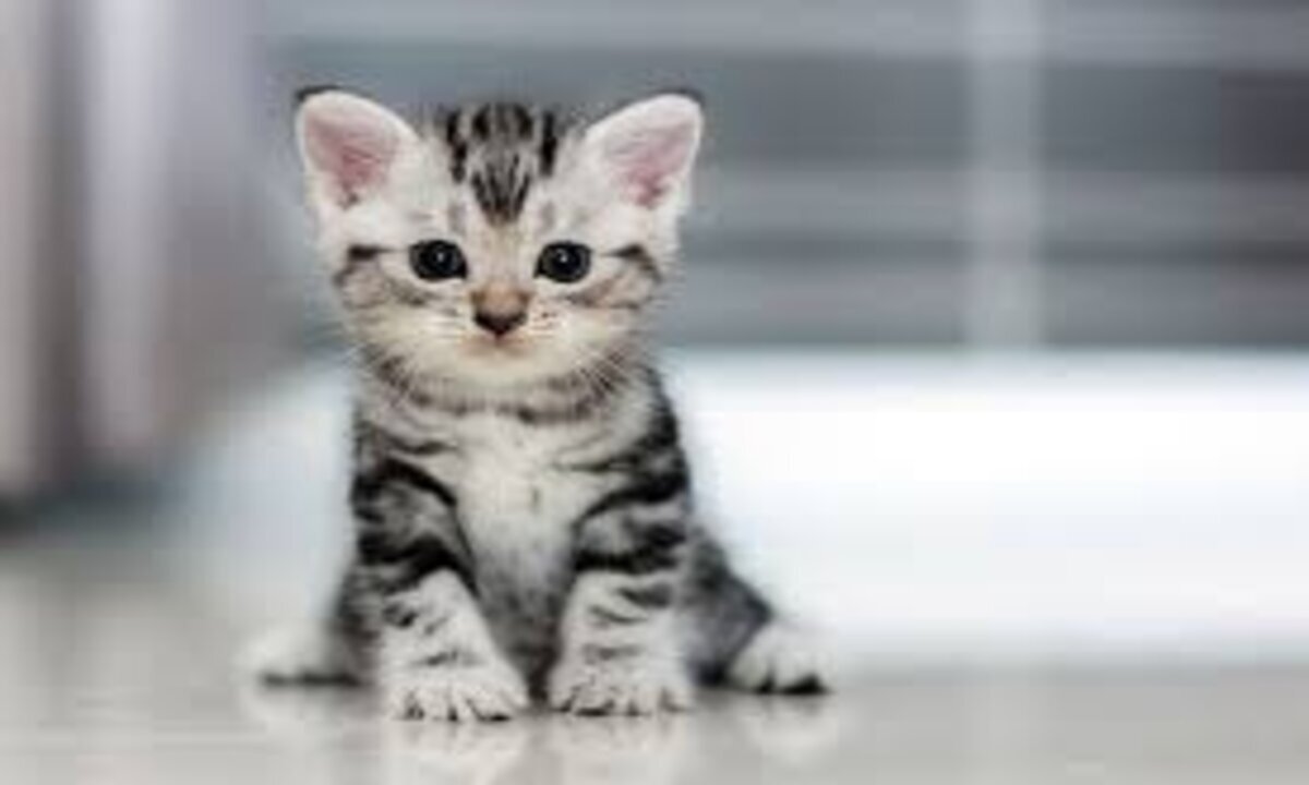 Cute and Funny Cat Videos | The Ultimate Compilation for a Good Laugh | Animal Vised