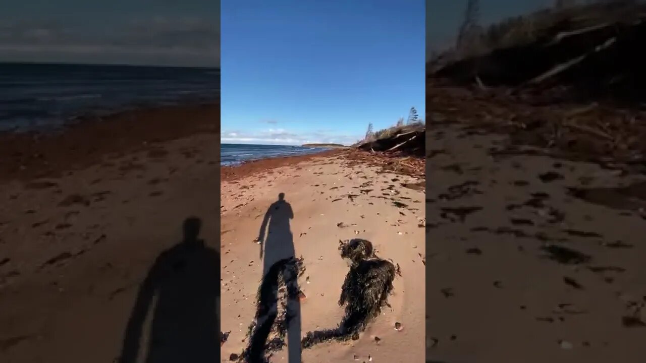 Walking Through Robinsons Island PEI