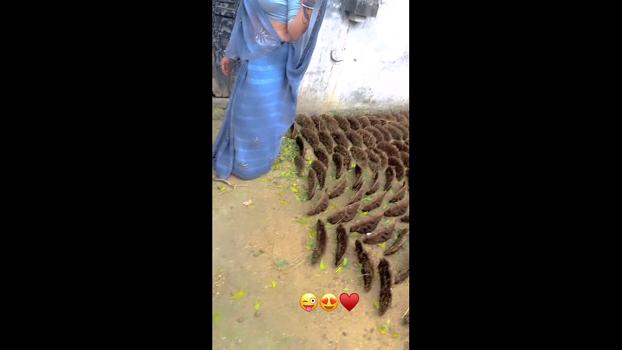 bhojpuri🎵 song of💰
