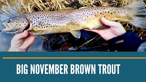 Michigan Fishing / Trout Fishing Videos / Michigan Trout Fishing November 2019