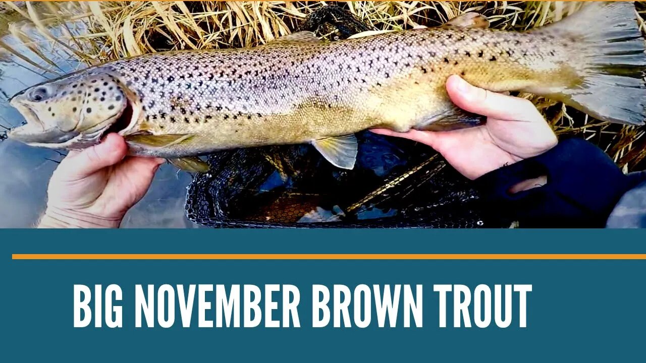 Michigan Fishing / Trout Fishing Videos / Michigan Trout Fishing November 2019