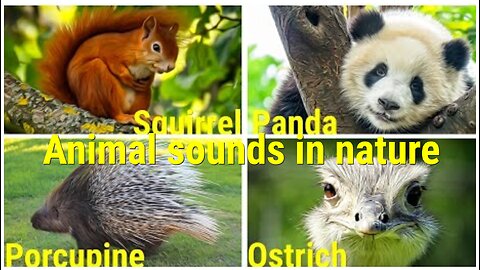 WILD ANIMALS sounds in nature Squirrel, Panda, Porcupine and Ostrich