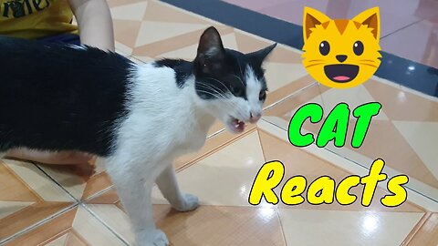 Funny cat moments😂😂😂