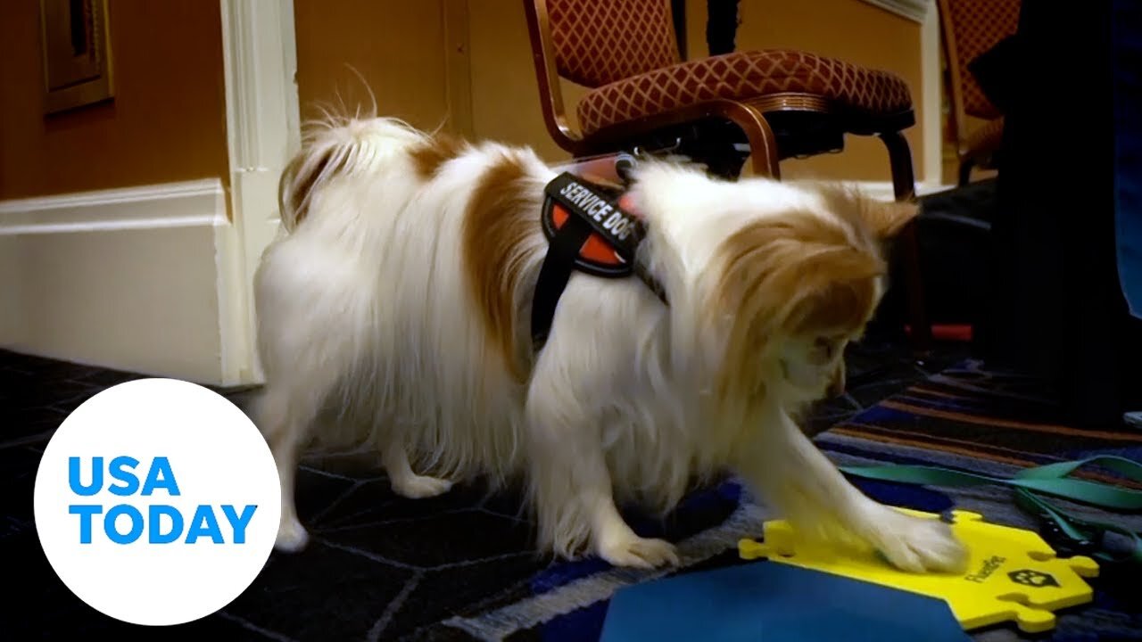 'Talking buttons' help dogs send you messages on smartphone | USA TODAY