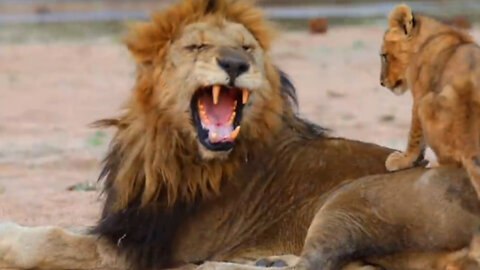 Lion Family In The African Savannah