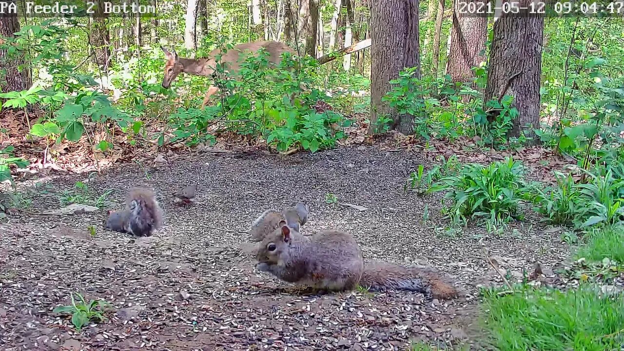 Mom brings her newborn fawn under PA Bird Feeder 2 Camera