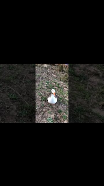 Chat with the geese as we pass