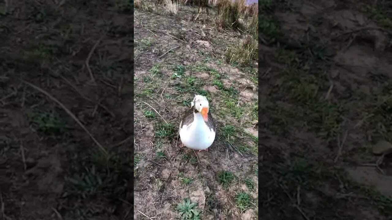 Chat with the geese as we pass