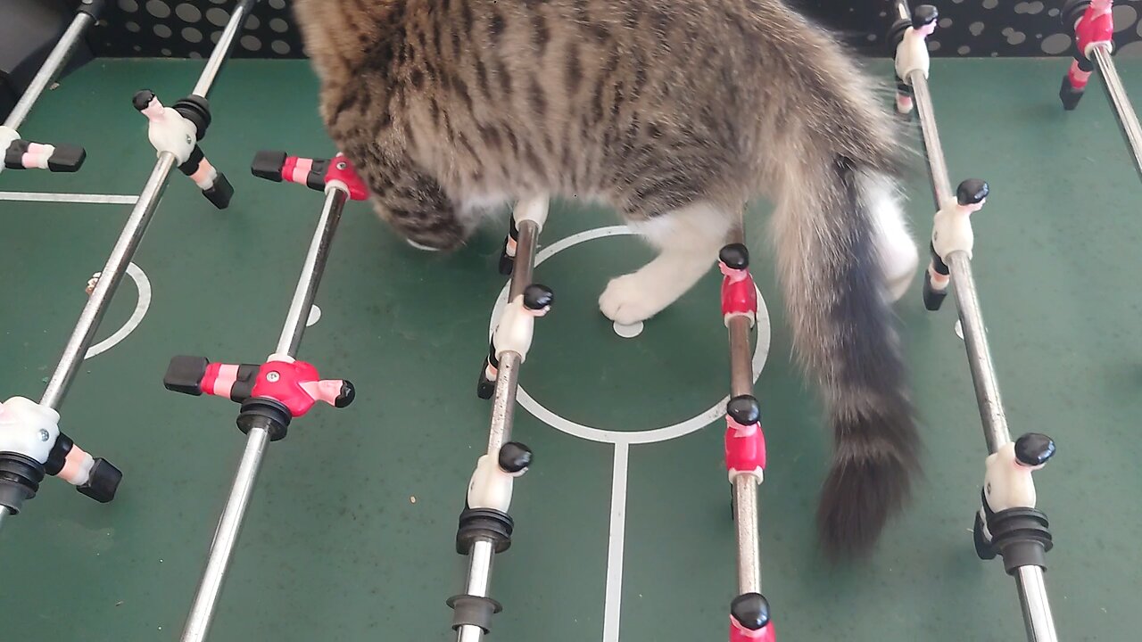 Smokey loves playing football