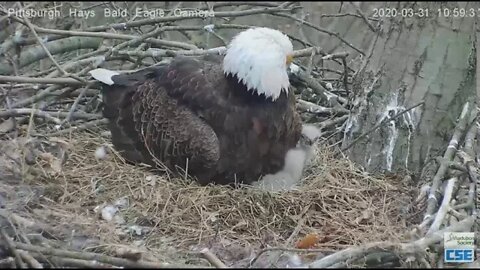 Hays Eagles H11 under mom crop drop 2020 03 31 10 59 28 884