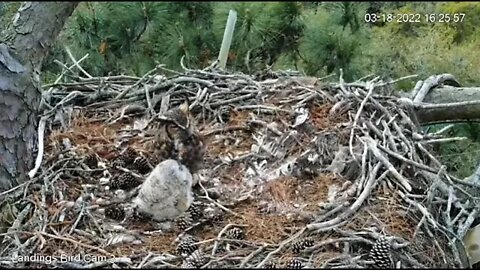 Owlet Coughs Up a Pellet-Cam Three 🦉 3/18/22 16:25