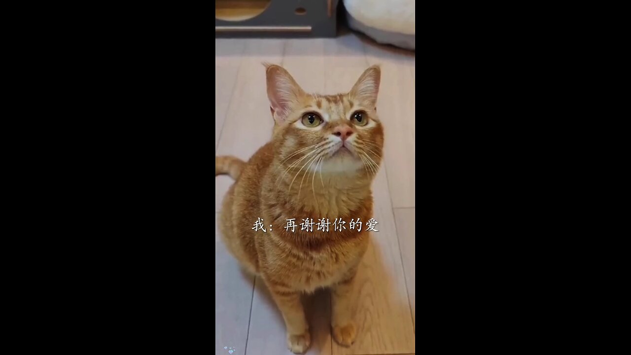 singing cat 2