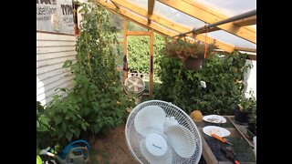 Greenhouse Garden Update Sep 7th