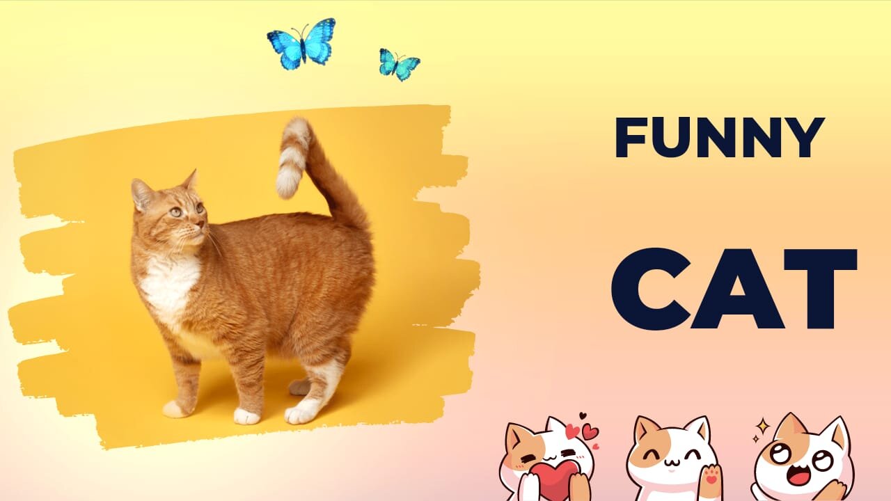 funny cat