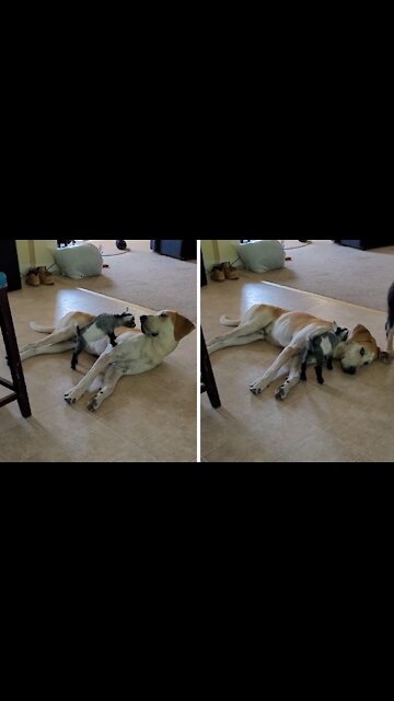 Baby Goat Uses Patient Doggy As Its Personal Playground