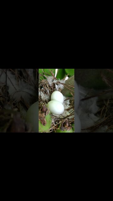 Ninho de Pomba Pombinha Rolinha No cacho de bananeira # Nordeste