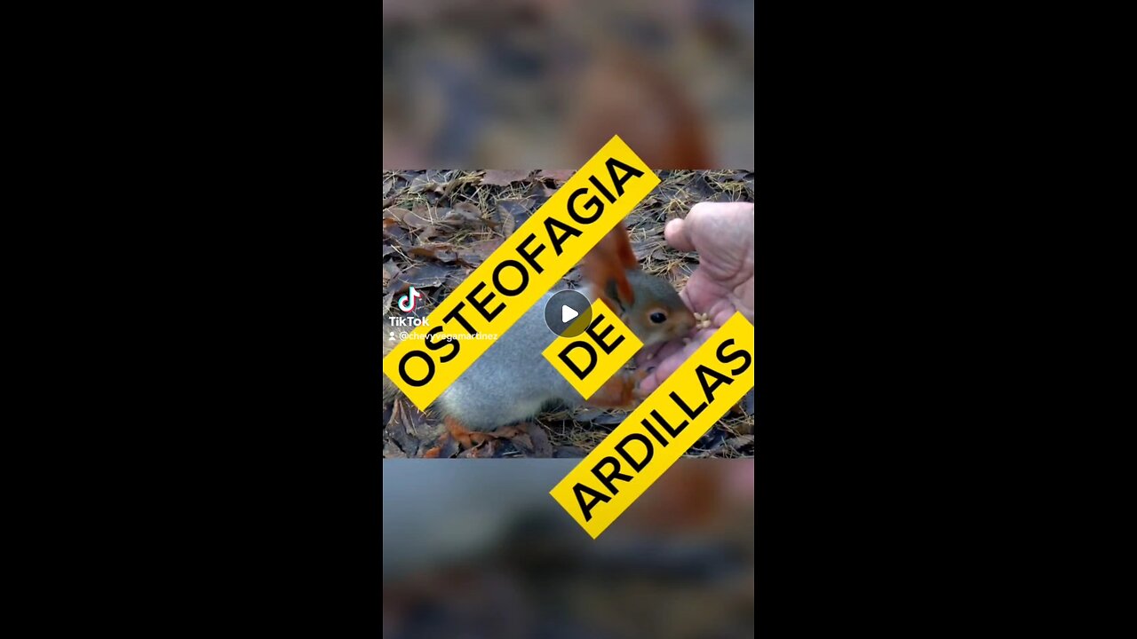 "Descubre el curioso hábito de las ardillas: la osteofagia. 🐿️💀