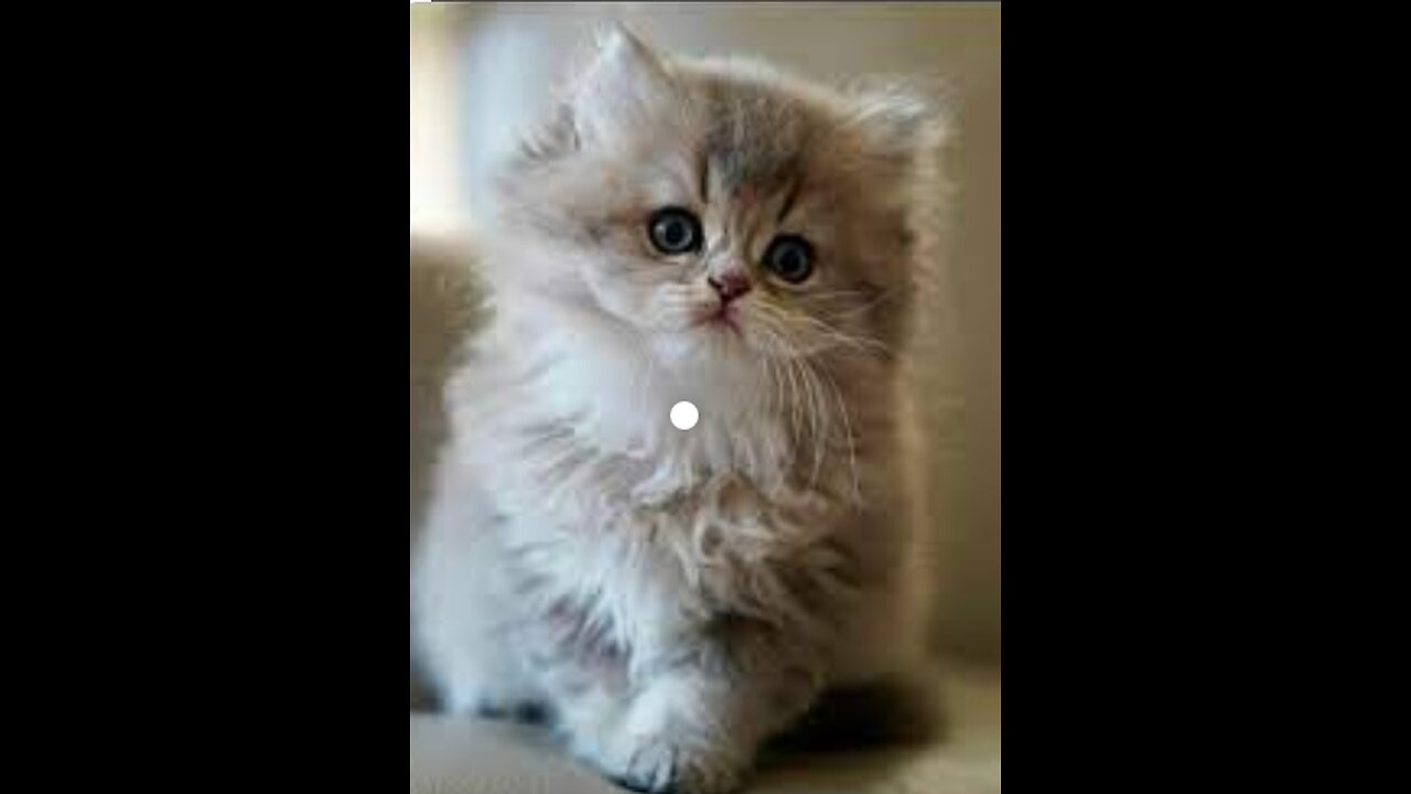 CUTE KITTENS