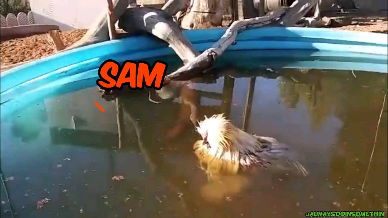 Rescue 911