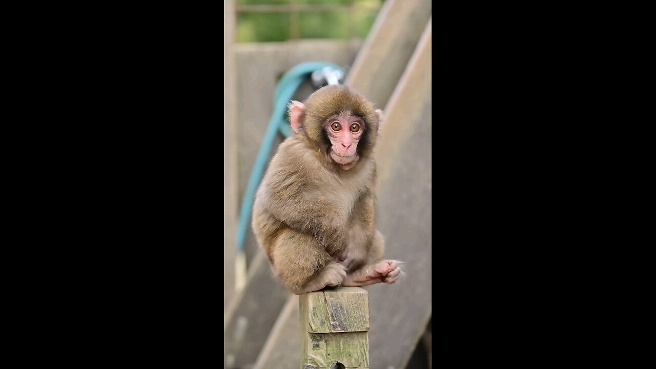 Cute Baby Monkey