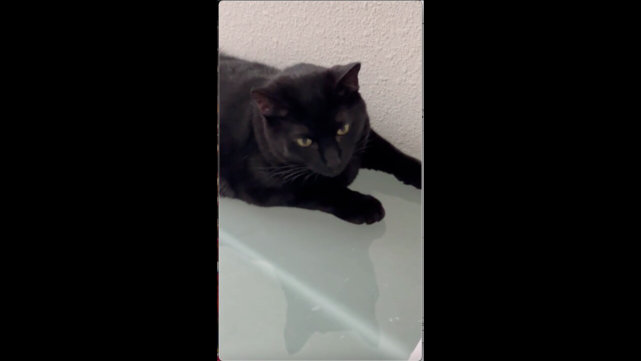 Adopting a Cat from a Shelter Vlog -Sweet Beautiful Piper Lounges on the Desk #shorts