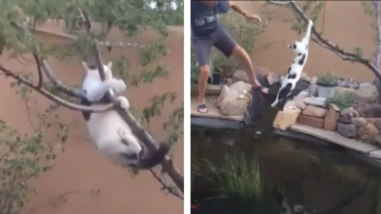 Help! This Cat Is About To Fall In To The Pond