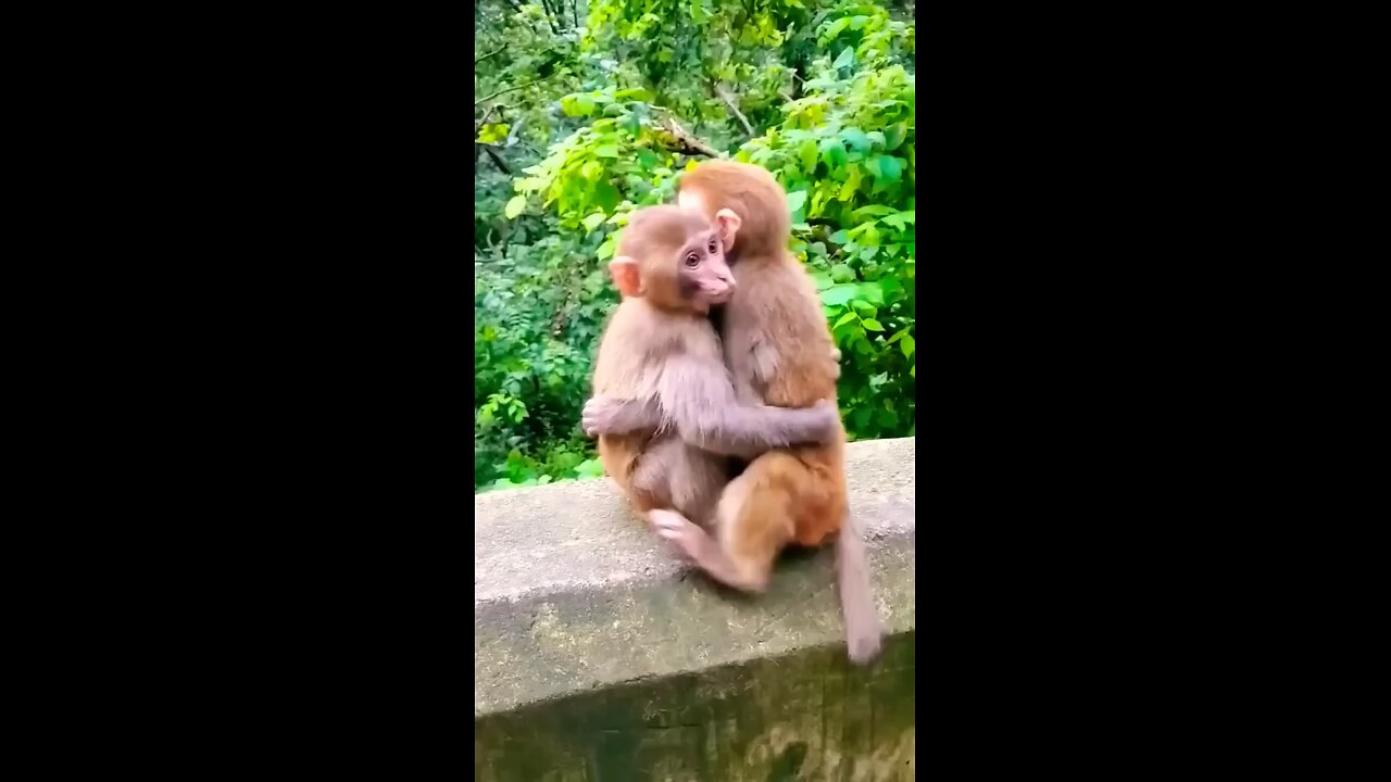 Monkey wildlife #monkey #longoor #shorts #youtubeshorts