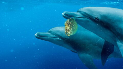 Dolphins Use Pufferfish To Get High?