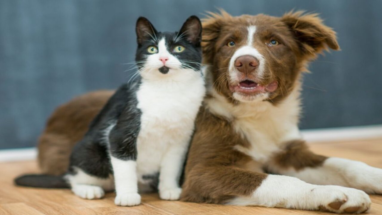 Funny Dog And Cat Cute