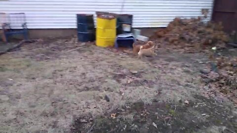 Tinas Mom and Dads Dogs Bella and Rocko