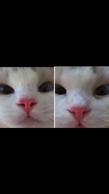 FUNNIEST CATS VIDEOS- BEST FUNNY ANIMALS VIDEOS 2023