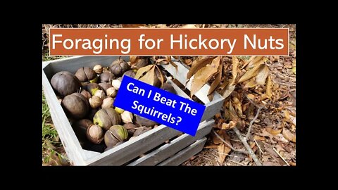 Foraging for Hickory Nuts - Can I get them before the squirrels?