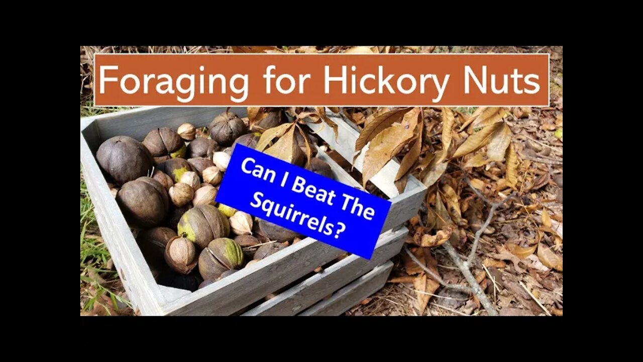 Foraging for Hickory Nuts - Can I get them before the squirrels?