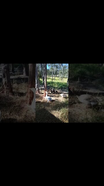 Ducklings love eating the grass