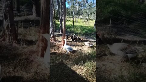 Ducklings love eating the grass