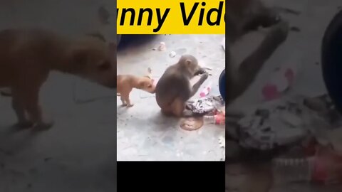 Monkey 🐒 And Dog 🐕 funny 🤣#shorts