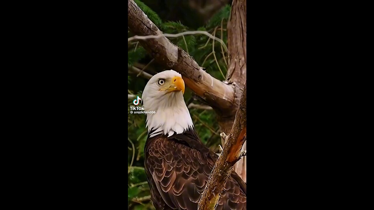 Eagle hunt a fish