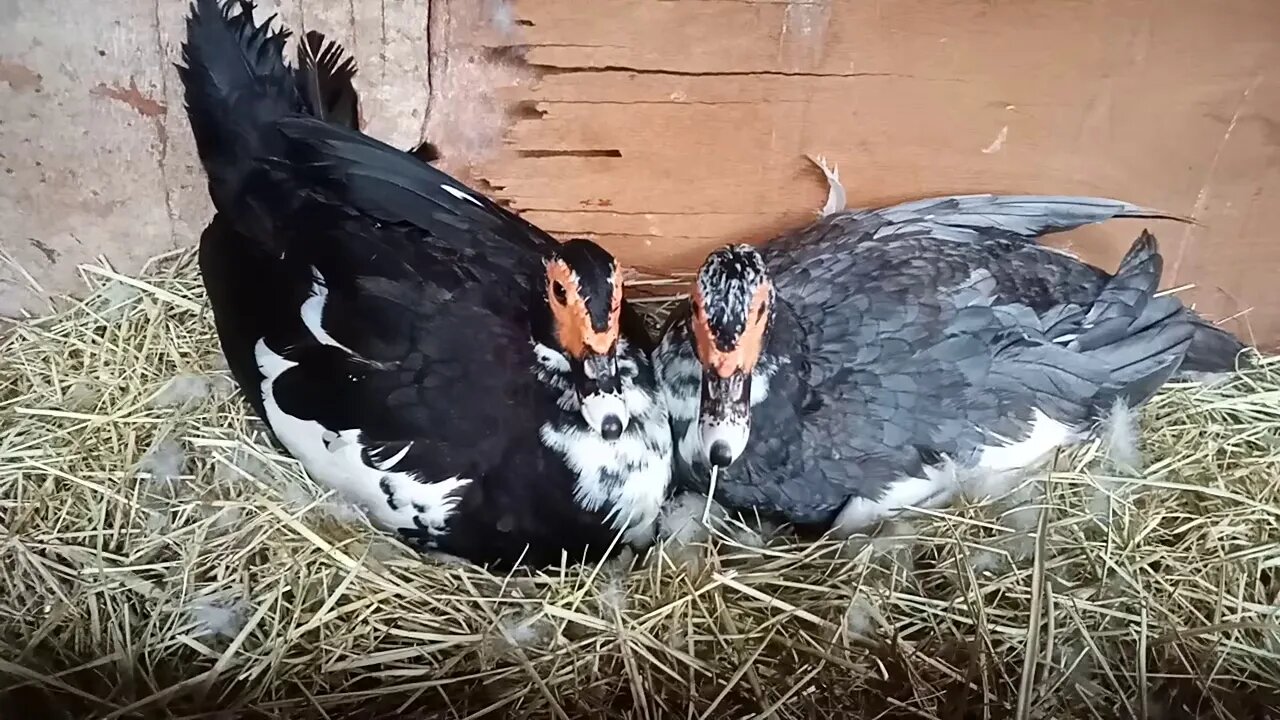 Two Muscovy Ducks sitting on eggs 28th February 2021 ( Video 1 )