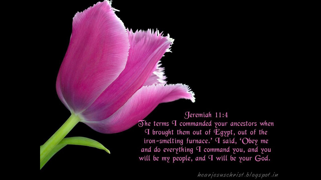 Jeremiah 11