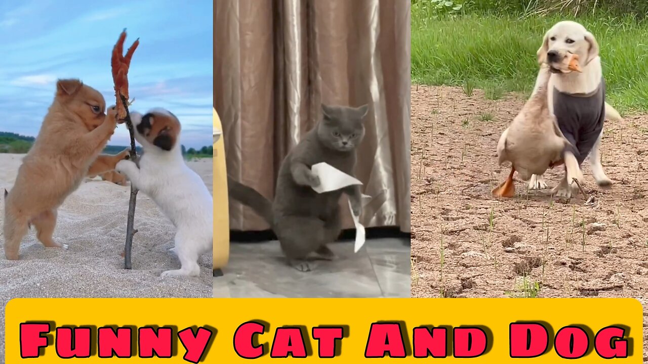 Funniest Cats And Dogs Videos Best Funny Animal Videos 2023