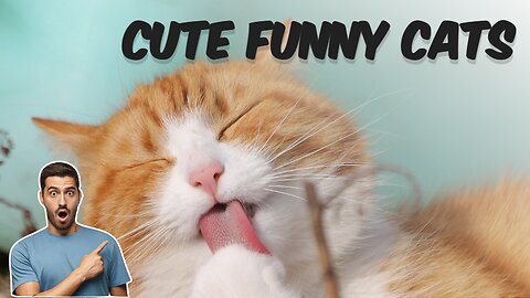 cute funny cats