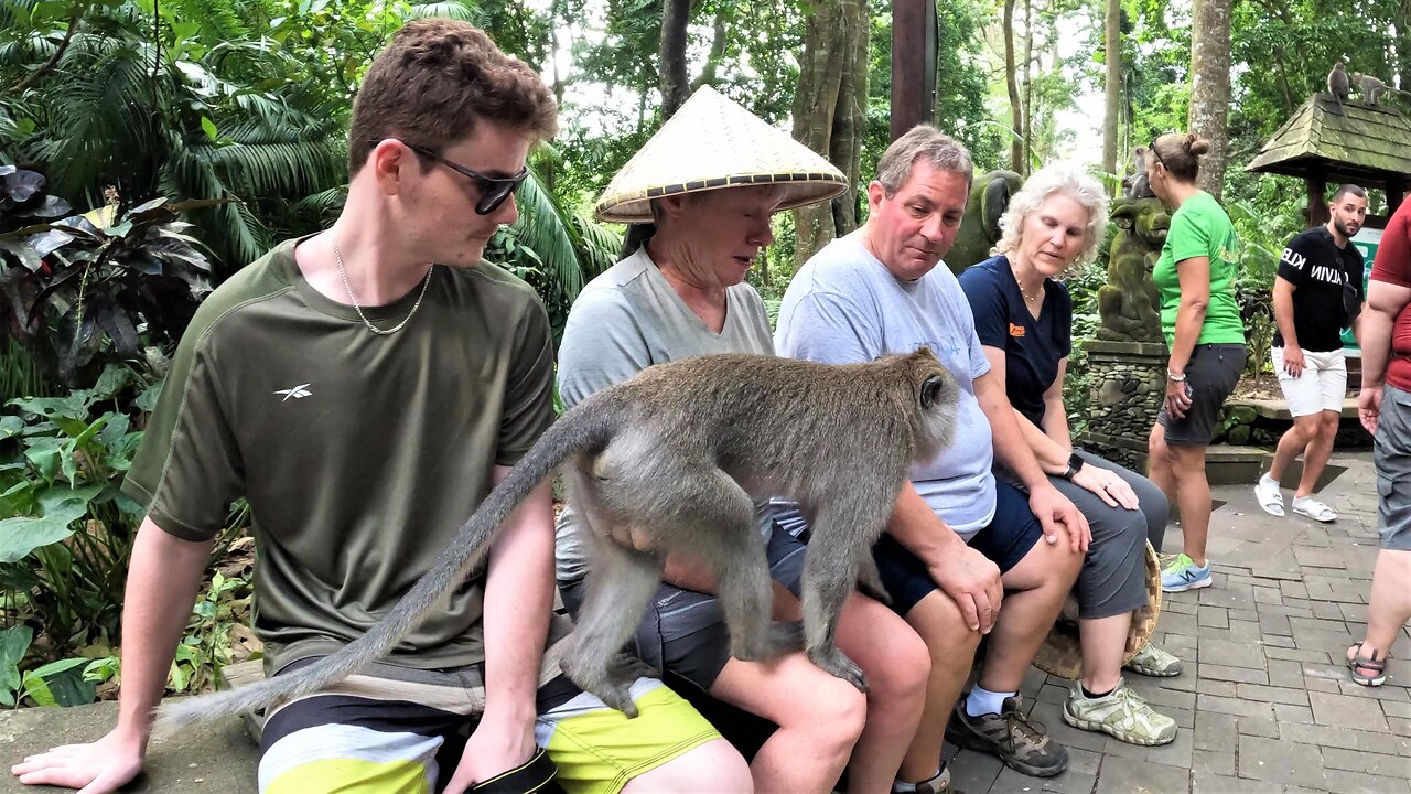 Monkey Nonchalantly Saunters Across 4 Tourists' Laps In Indonesia