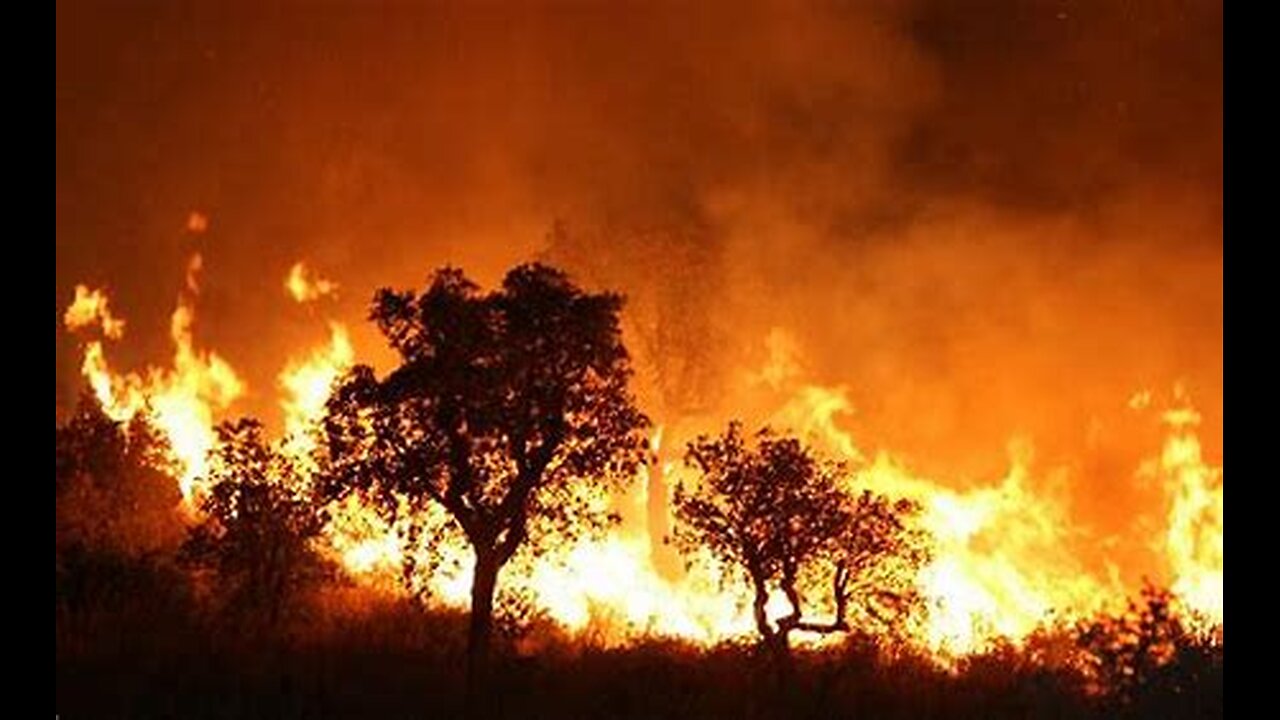 feux foret a travers le monde