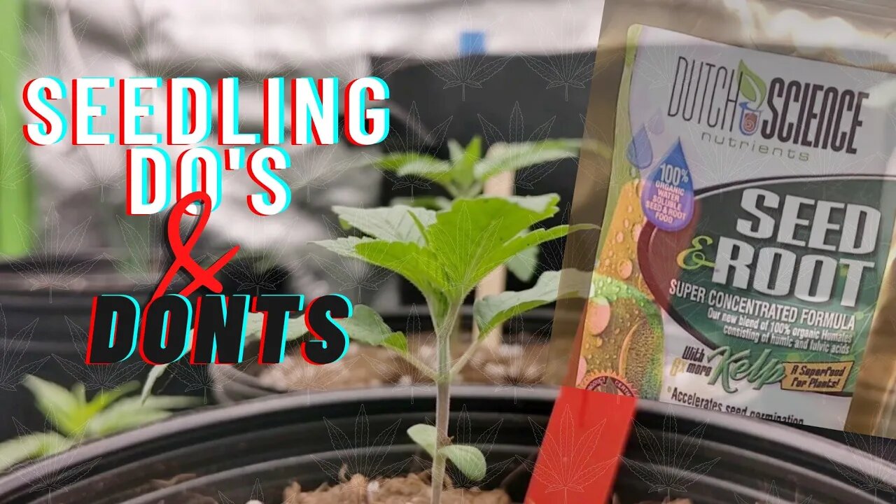 Cannabis Seedling Care Tips for SUCCESS