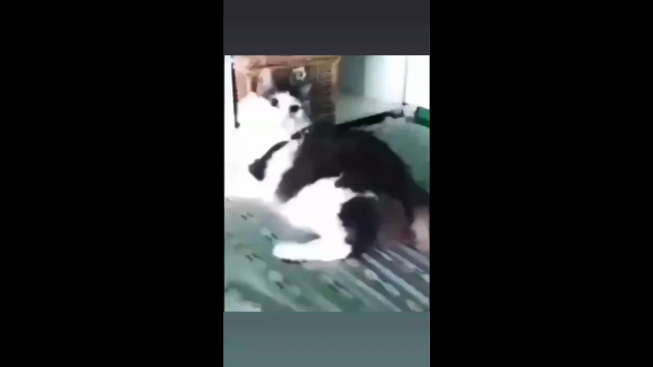 Cute cat video