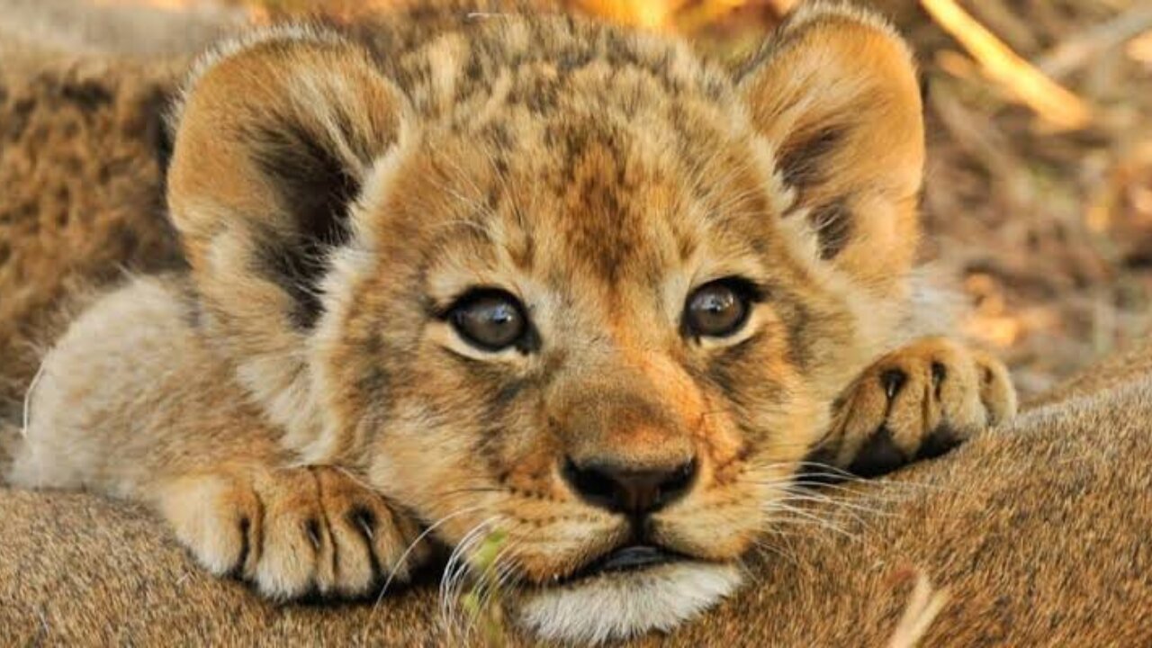 Beautiful family 🦁😺