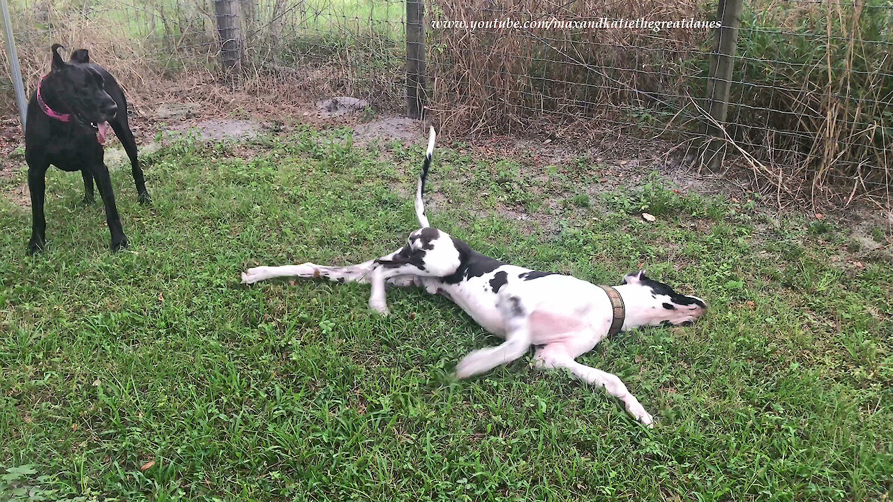 Funny Great Danes Love To Sniff, Roll and Run Zoomies