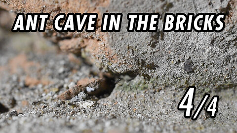 More "archtect" ants, digging the cement - 4/4