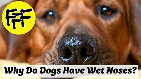 Why Do Dogs Have Wet Noses?