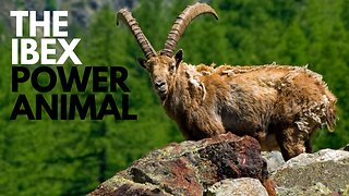 Ibex Power Animal